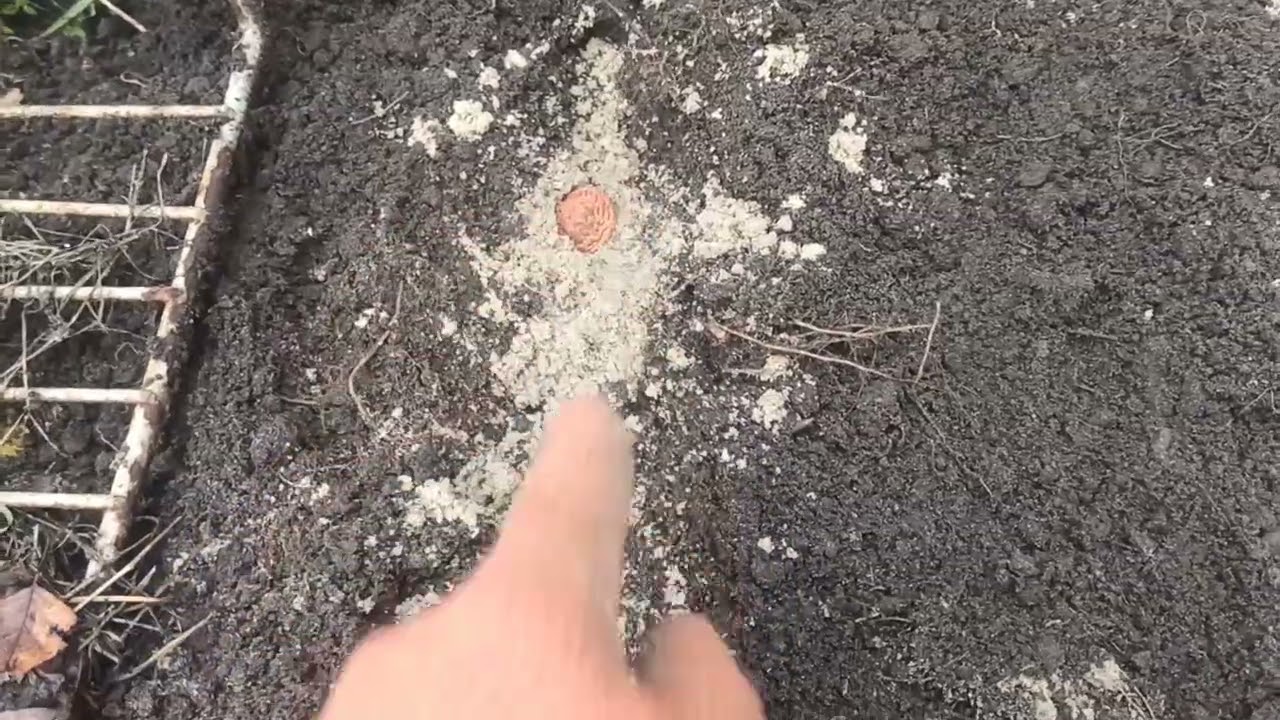 Висаджую кісточку персика