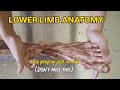 Complete Lower Limb Anatomy 🦵 | Real Specimen + Viva Questions | MBBS | NEET PG @glowwithpriyya 