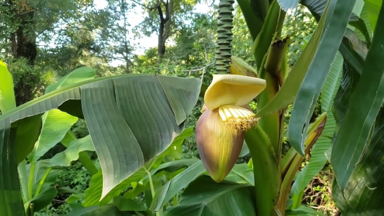 musa velutina flowering for the first time despite being nearly completely flattened to the ground.