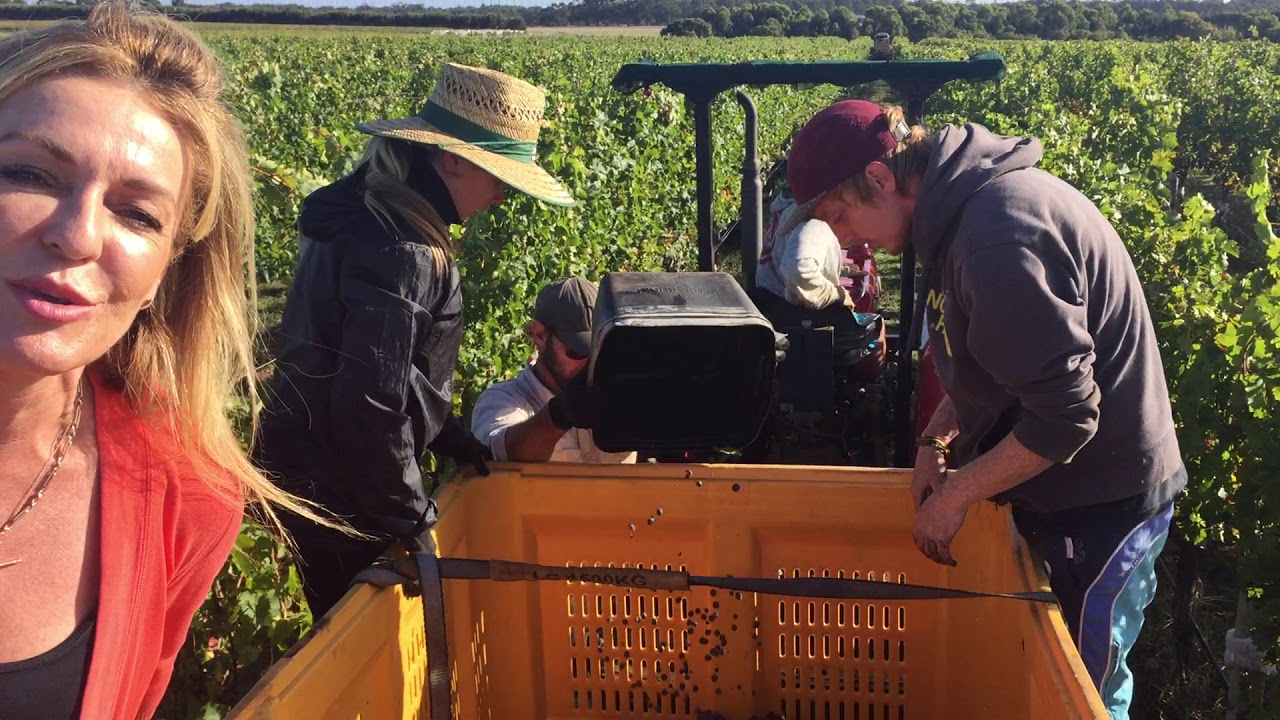 The Aussie Somm at Voyager Estate, Margaret River.
