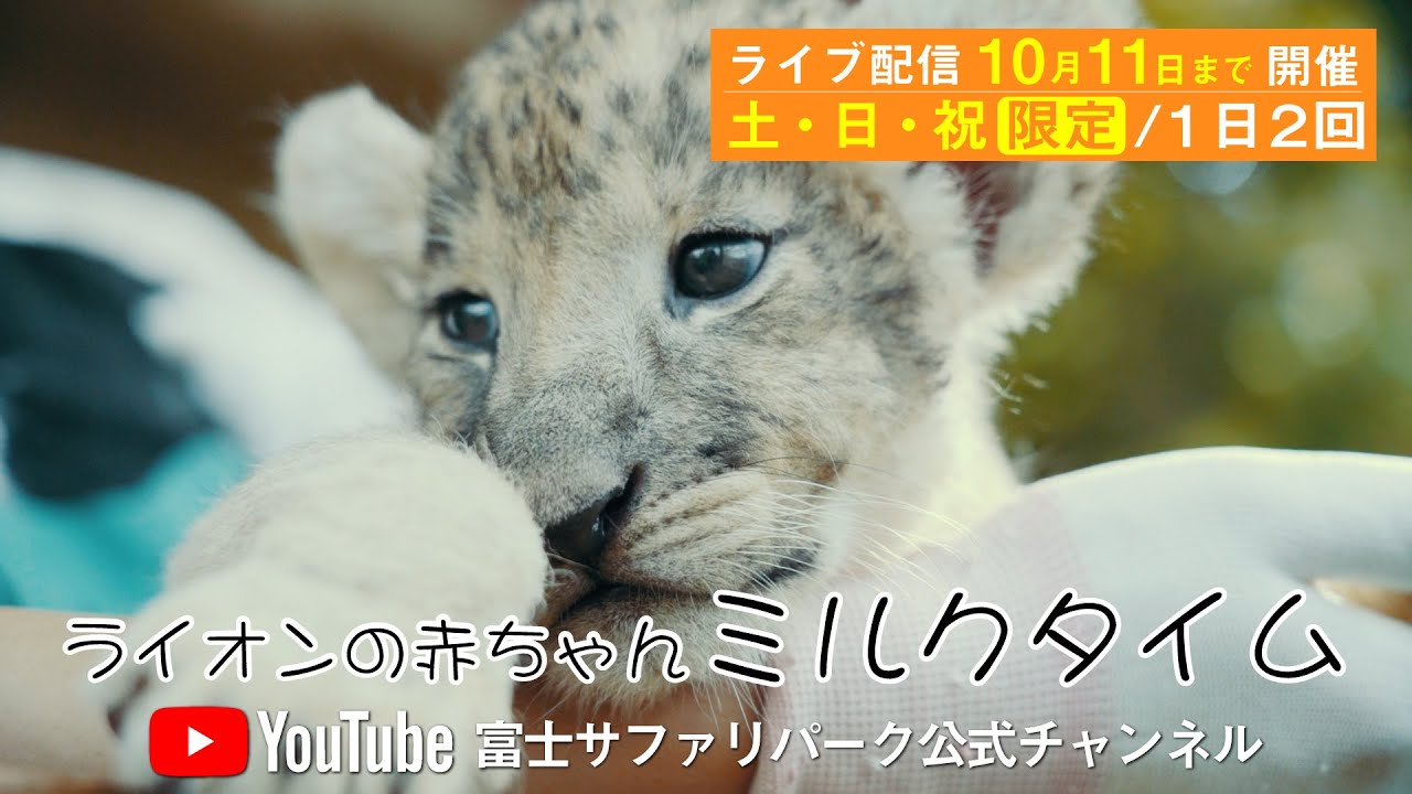 今だけ ライオンの赤ちゃん ミルクタイム 告知映像 Youtube