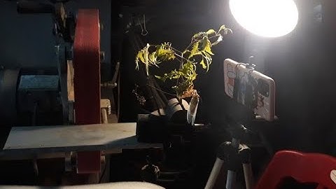 Quá trình lột xác của ve sầu video 4k (Sóng Gió TV l)