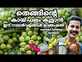 How to grow and fertilizer coconutതെങ്ങിന് കായ്ഫലം ഇരട്ടിയാക്കാൻ നാടൻ വളം മാത്രം മതിBtechMIXMEDlA