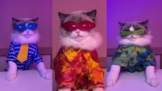Little Puff Cat Cooking Compilation 2022