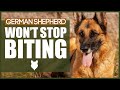 How To Stop Your GERMAN SHEPHERD BITING