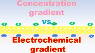 Concentration Gradient vs Electrochemical Gradient | Easy Explanation with Examples |