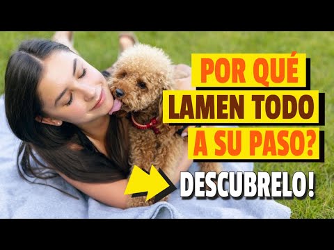 Video: ¿Por Qué Mi Perro Sie haben noch keine Gustan Las Mascotas?