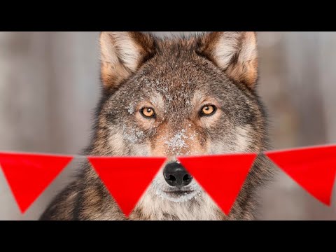 Video: Wolf hunting: why wolves are afraid of red flags