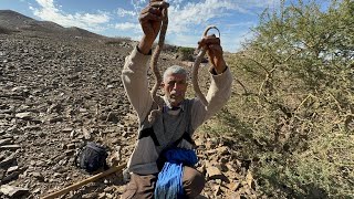 السي البودالي يصطاد أخطر أفعى قرنية 🐍تهجم على الناس في جبال الصحراء 😱الله يجيب السلامة