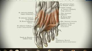 Анатомия с АВ. Мышцы голени и стопы.