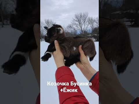 Свободная карликовая козочка кН25🥰