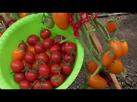Вопрос: Как получить крупные плоды помидоров на грядке?