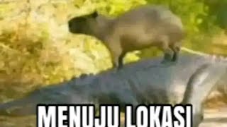 Top 4 Capybara
