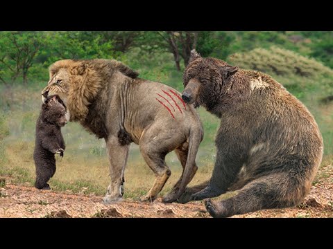 Too Brave! Grizzly Bear Risked His Life Attack Lion King To Save His Baby - Puma vs Bear, Tiger