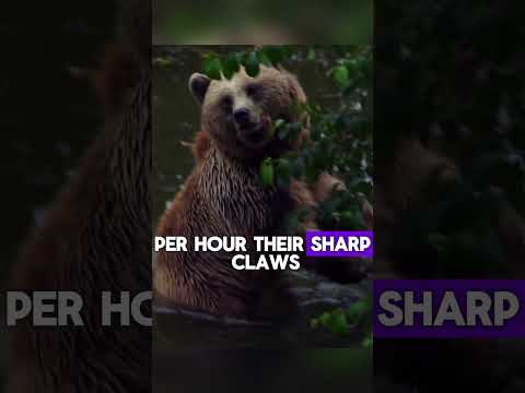 Brown Bear The