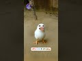 अगिला जन्म के सोच 🐓😂😅 || #bhojpuriyathethar #aalupyaj #comedy #funny #funnyvideos