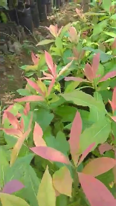 BIBIT TANAMAN POHON PUSPA // PUSPO 60CM