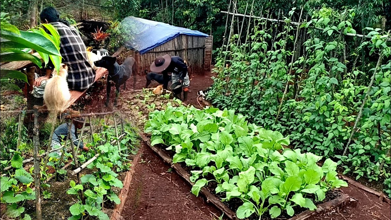 ПОЛНОЕ ВИДЕО, садоводство в горах, посадка, уход за растениями и сбор урожая