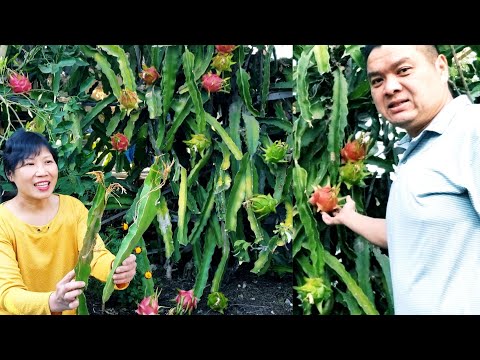 Video: Pitahaya Thanh Long: Mẹo Trồng Cây Thanh Long