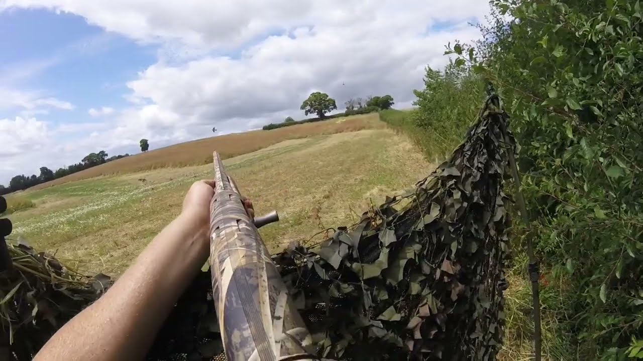 Pigeon shooting. MEGA DAY