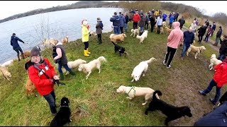 Large Gathering Of Golden Retrievers - Fundraising Golden Retriever Walk