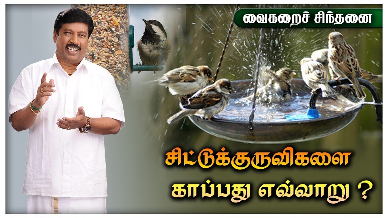 சிட்டுகுருவிகளை காப்பது எவ்வாறு?(Chittu Kuruvi) - YouTube