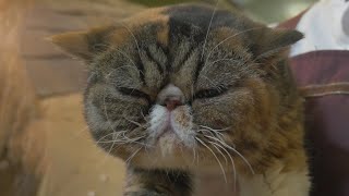 Tokyo Cat Cafe Experience 猫カフェ Youtube