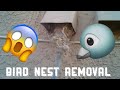 Bird Nest Clogged the Dryer Vent! Oddly Satisfying ASMR Dryer Vent Cleaning/Unclogging