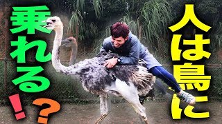 人は鳥に乗ることができるのか？