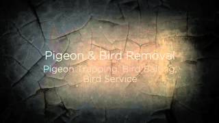 Pest Control Empire CA 95319 209-456-5665 From 29 Month Official Pest