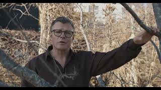How to prune fruit trees