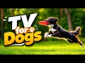 NO ADS - 3 Hours TV for Dogs | Playful Park Moments & Frisbee Fun