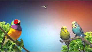Спокойная расслабляющая МУЗЫКА со ЗВУКАМИ ПТИЦ 🐦 Музыка для волнистых попугайчиков | Звуки природы