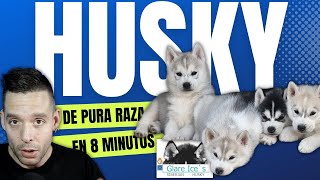 ✅ COMO SABER si mi HUSKY es PURO para PRINCIPIANTES