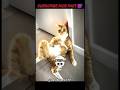 Cat video 😱😱😱😱😱 #funny #catvideos #trendingvideo #trolllife #catvideos