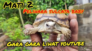 PEMULA MULAI DARI YANG BABY APA YANG BESAR???? SULCATA