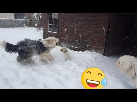 Bobtail Brothers & the Lady in the Snow