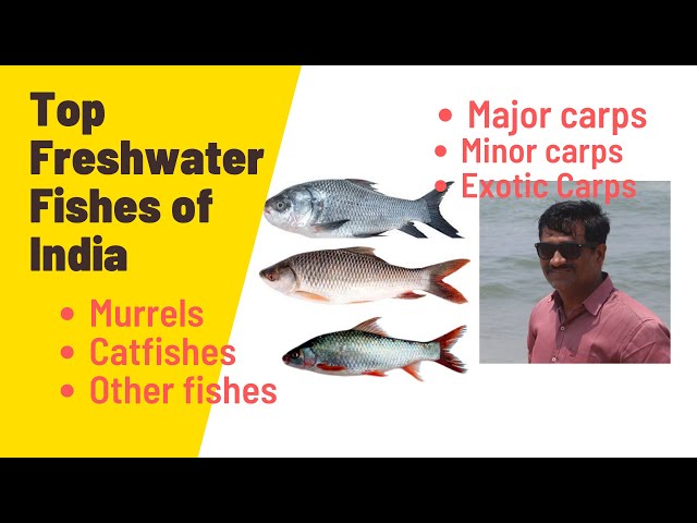 India's Top Freshwater Fishes 