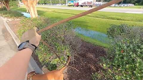 Trailing vs  Tracking