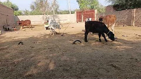 Коні Ваговози.Жеребець на Паровку.Привезли лошицю з Бачача.Коні Тернопільщини 2025