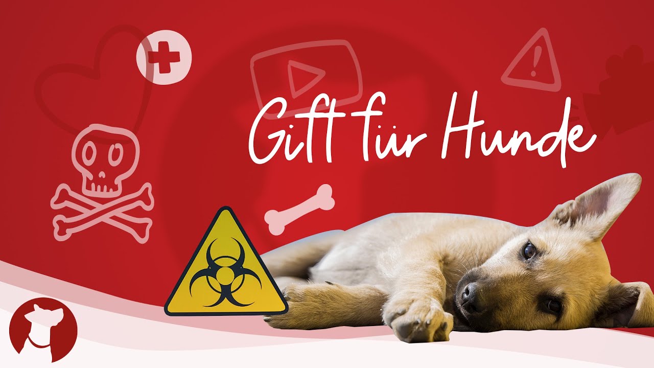 Was Hunde nicht fressen dürfen YouTube