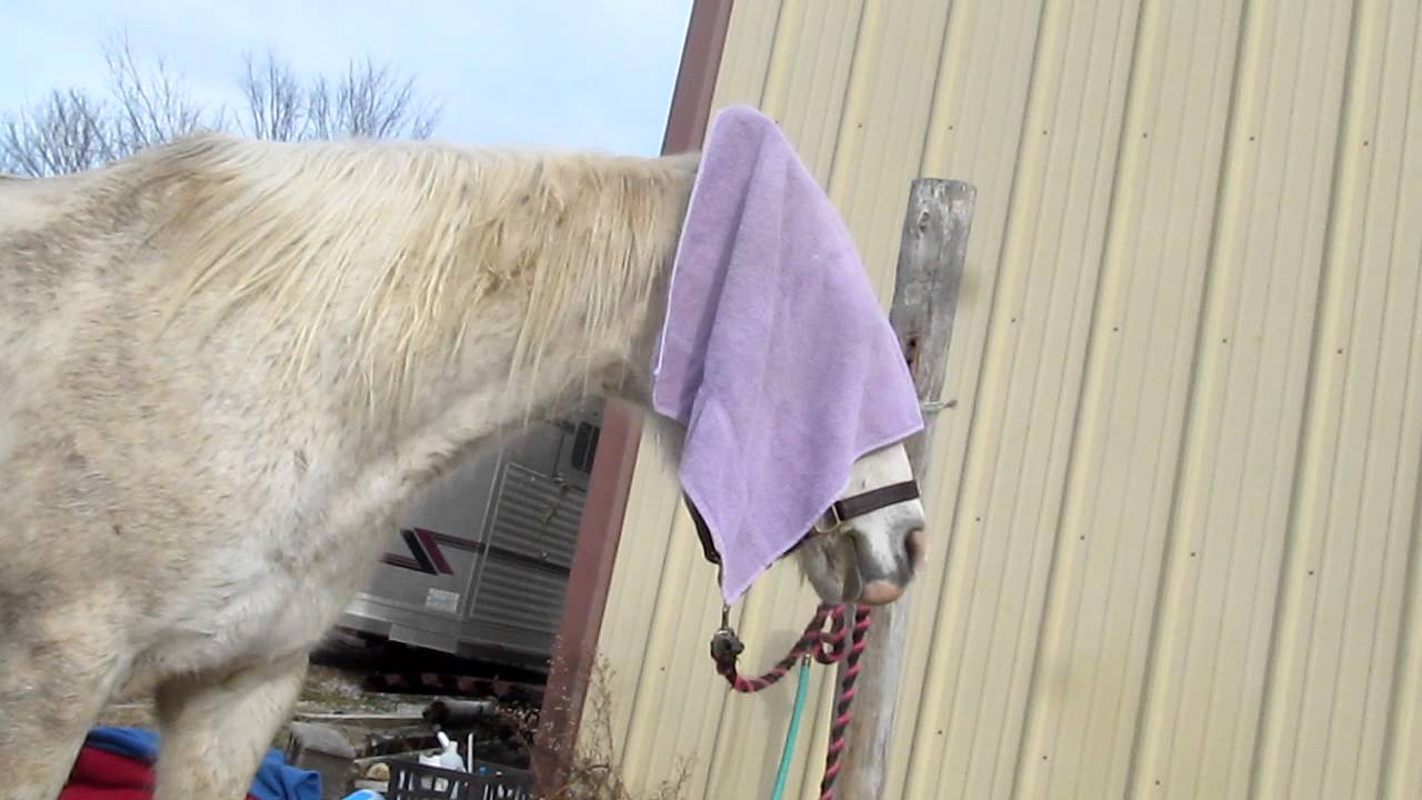 I put a towel on my horse's head. YouTube