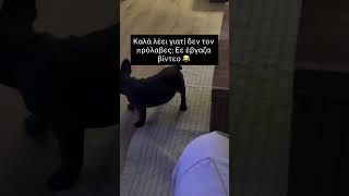 Έβγαζα βίντεο 😂 #κατοικιδια