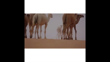 سورة الغاشية - #خالد_الجليل