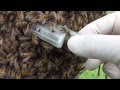 Honey Bee Swarm, how to recover a swarm and return the workers to the original hive