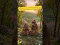 #قردوش #monkey #funnyshorts#funny #shorts #trending #viral #viralshorts #funnyshorts#animals #monkey