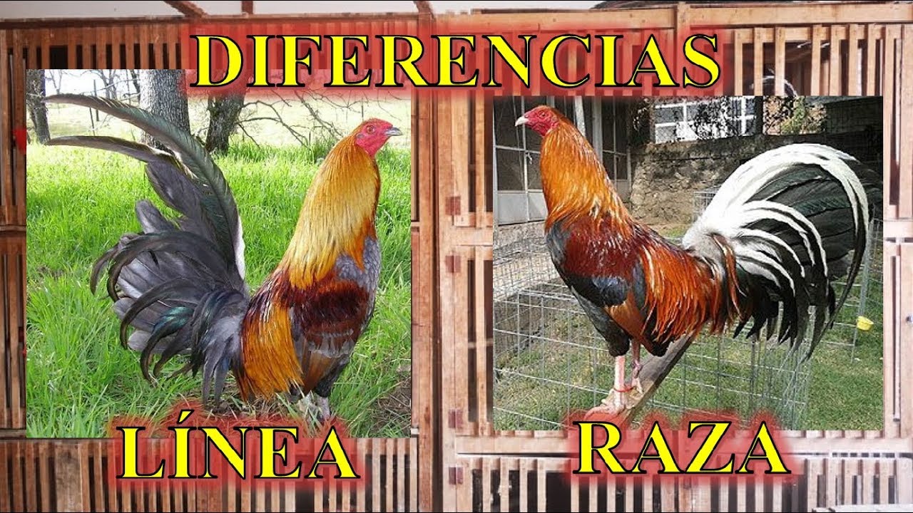 Como Saber La Raza De Un Gallo