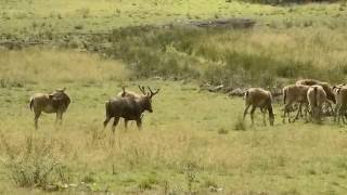 Davidshjortar i Nordens största safaripark screenshot 3