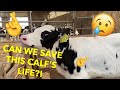 Can We Save This Calf!? | Day 15