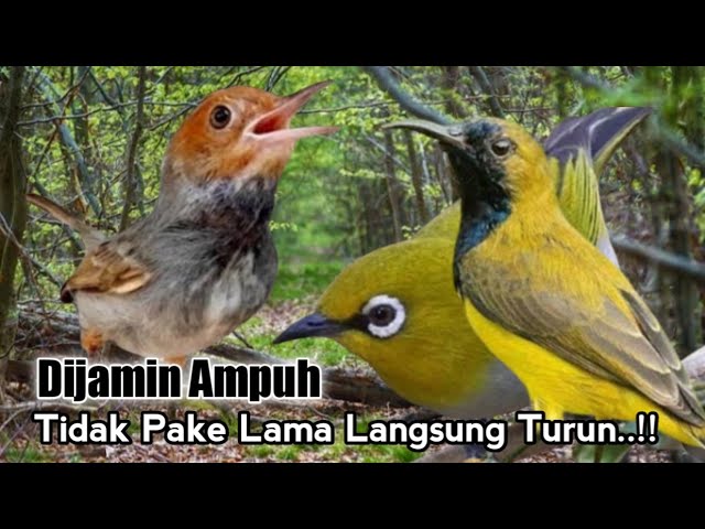 Suara Pikat Burung PRENJAK Kombinasi SOGON Dan PLECI. Paling Jitu.. class=